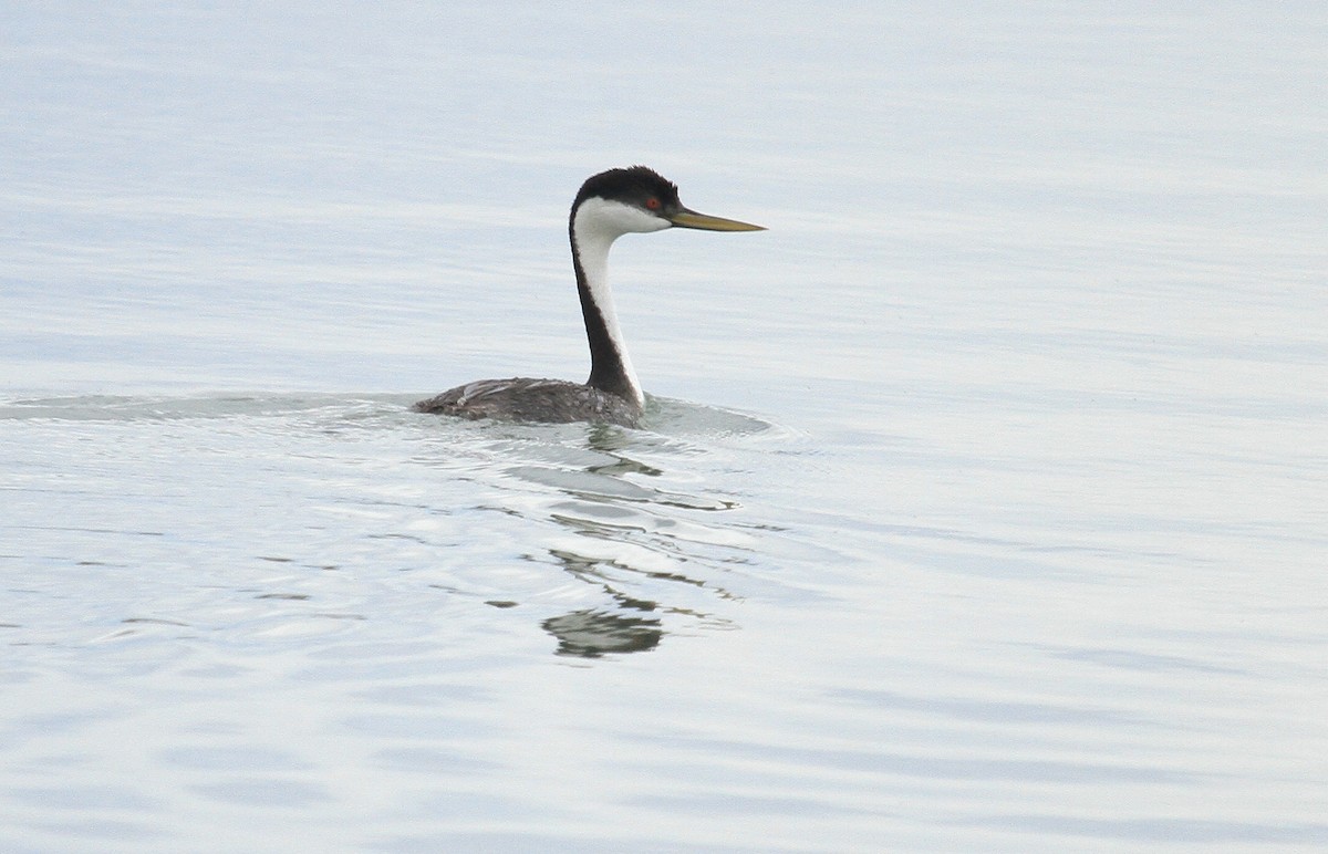 Western Grebe - ML620148780