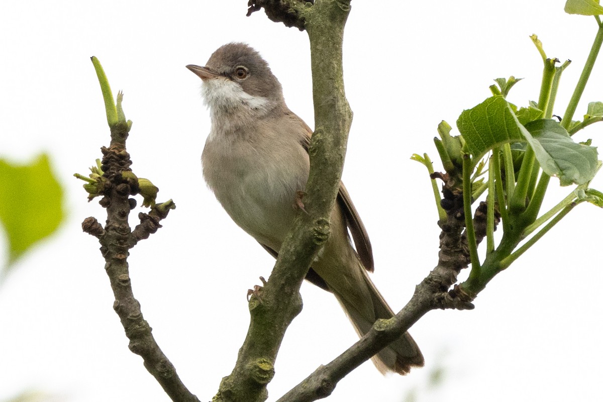 Greater Whitethroat - ML620148783