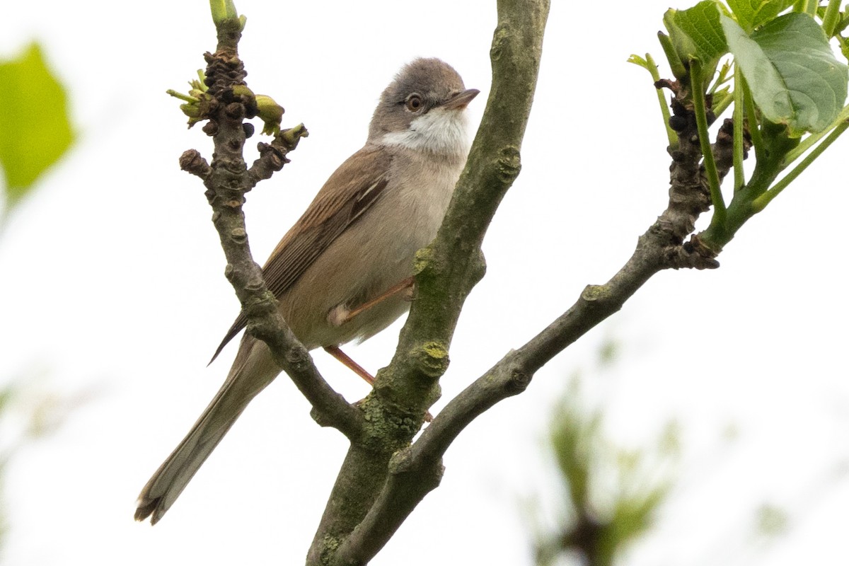 Greater Whitethroat - ML620148785