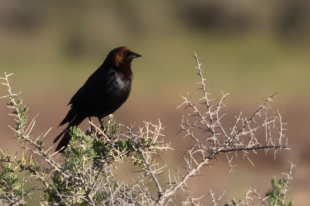 Brown-headed Cowbird - ML620148786