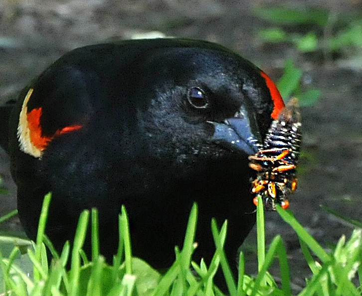 Red-winged Blackbird - ML620148787