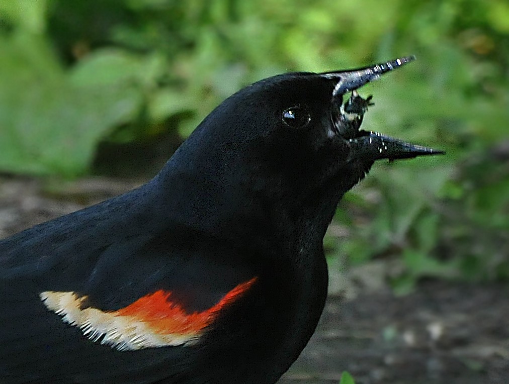 Red-winged Blackbird - ML620148788