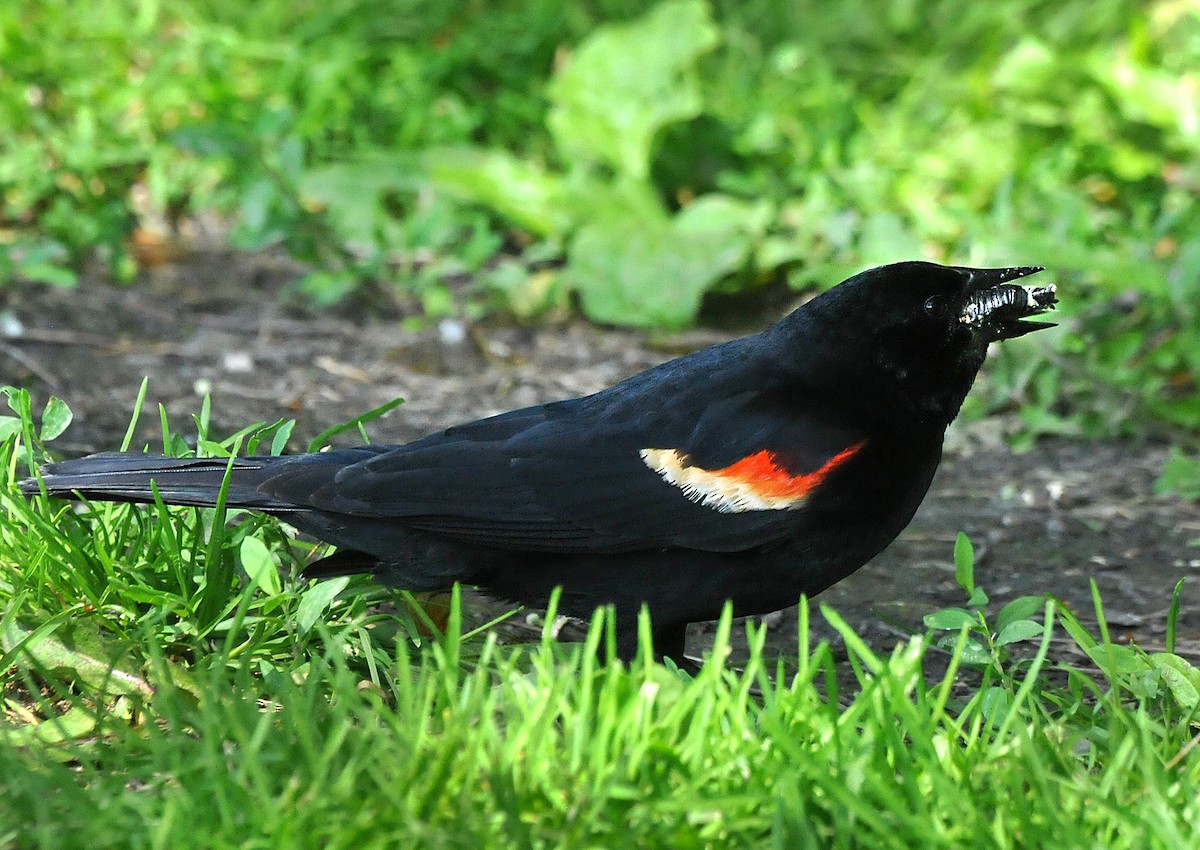 Red-winged Blackbird - ML620148789