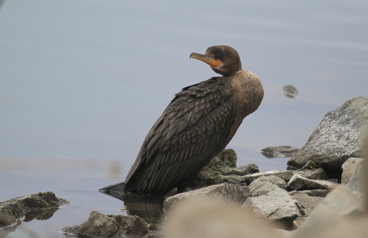 Double-crested/Neotropic Cormorant - ML620148795