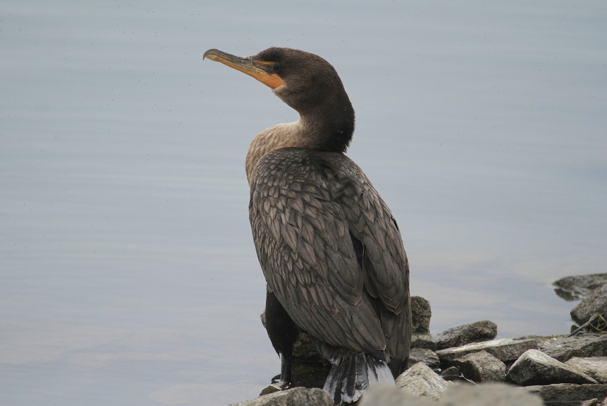 Double-crested/Neotropic Cormorant - ML620148796