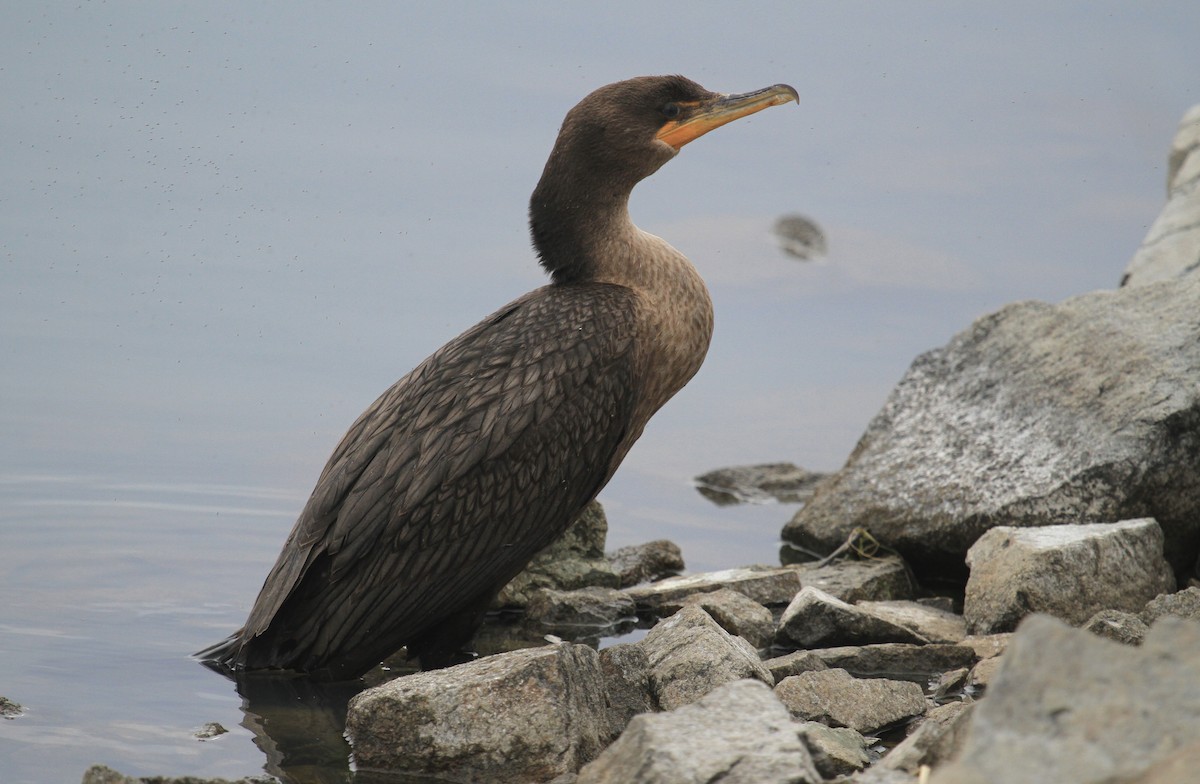 Cormorán Orejudo/Biguá - ML620148797