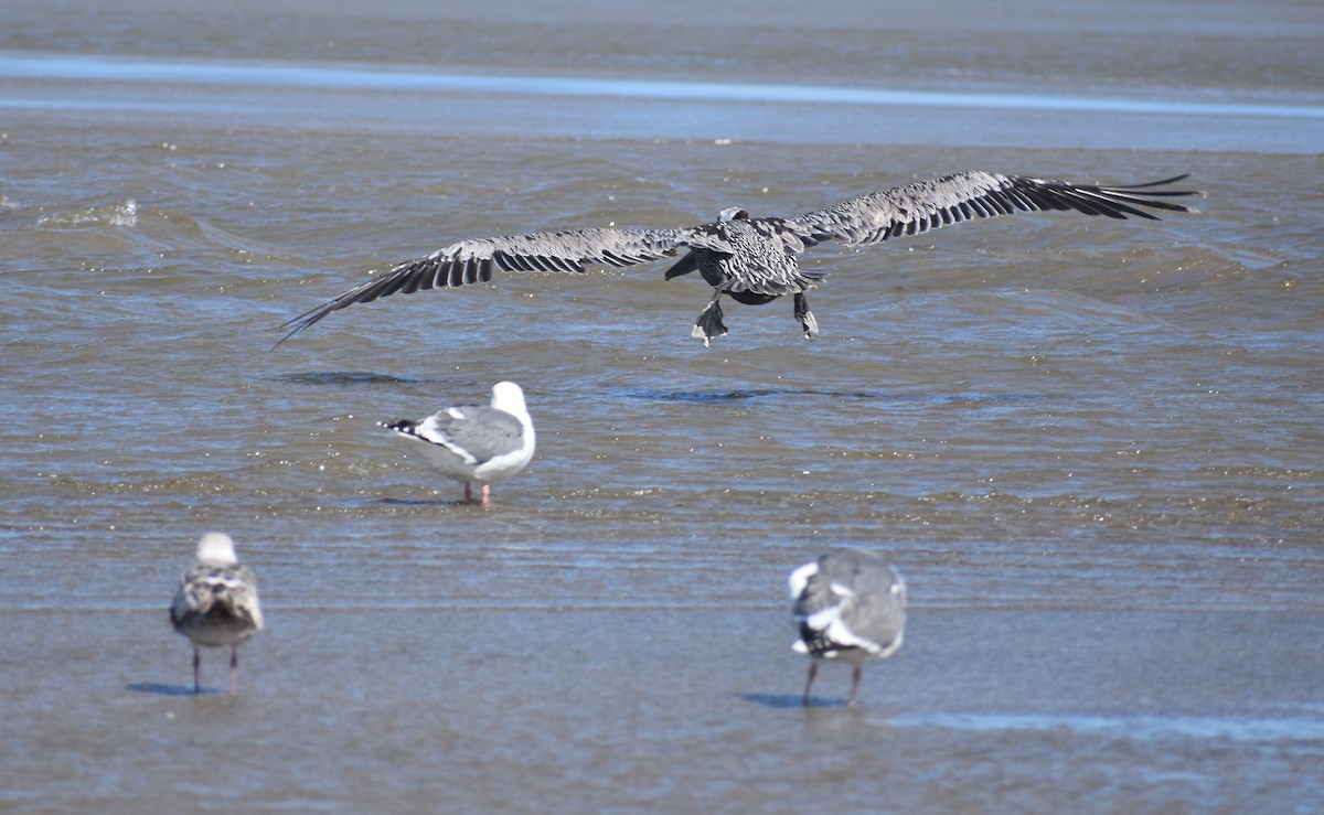 Brown Pelican - ML620148808