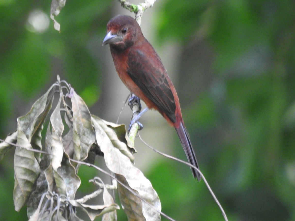 Silver-beaked Tanager - ML620148815