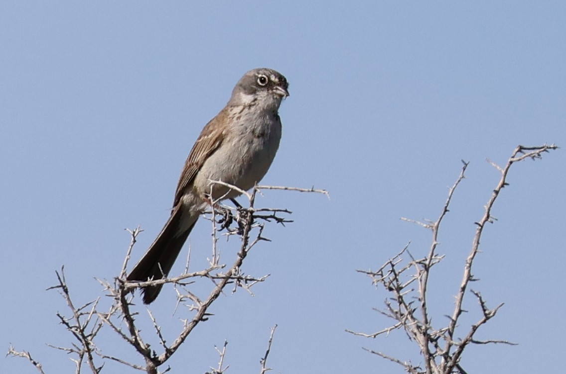 Sagebrush Sparrow - ML620148825