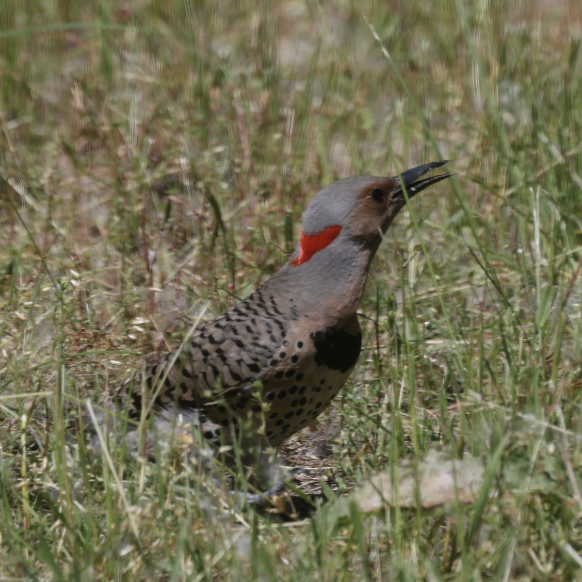 Northern Flicker - ML620148831