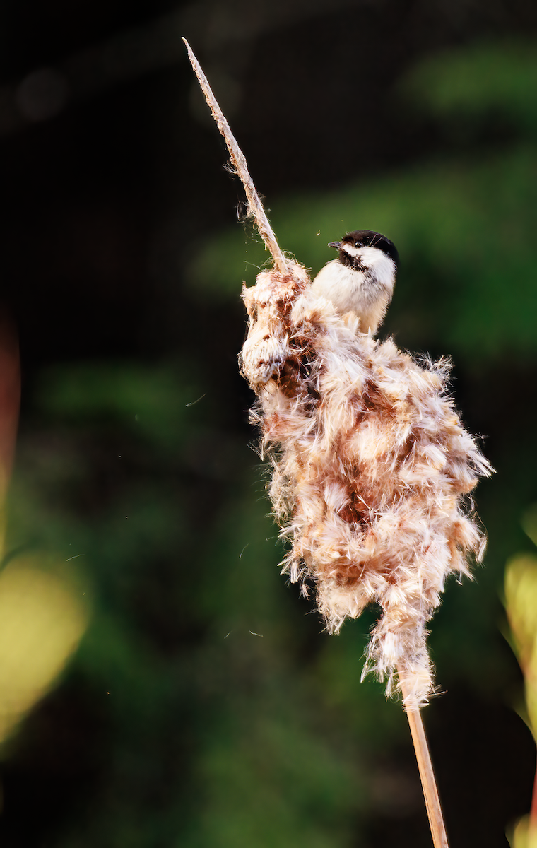 Black-capped Chickadee - ML620148855