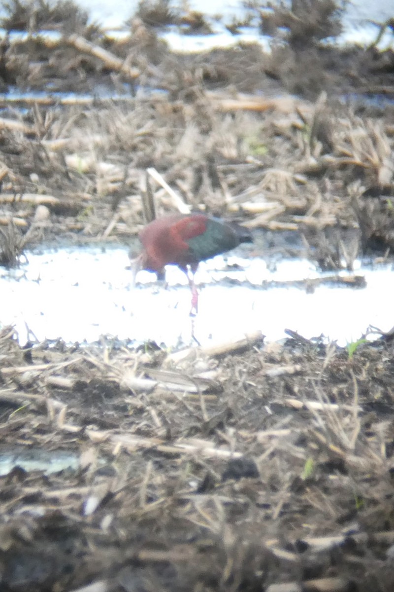 White-faced Ibis - ML620148858