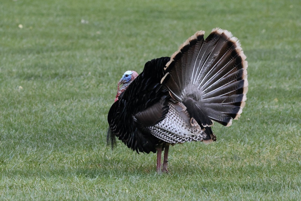 Wild Turkey - ML620148864