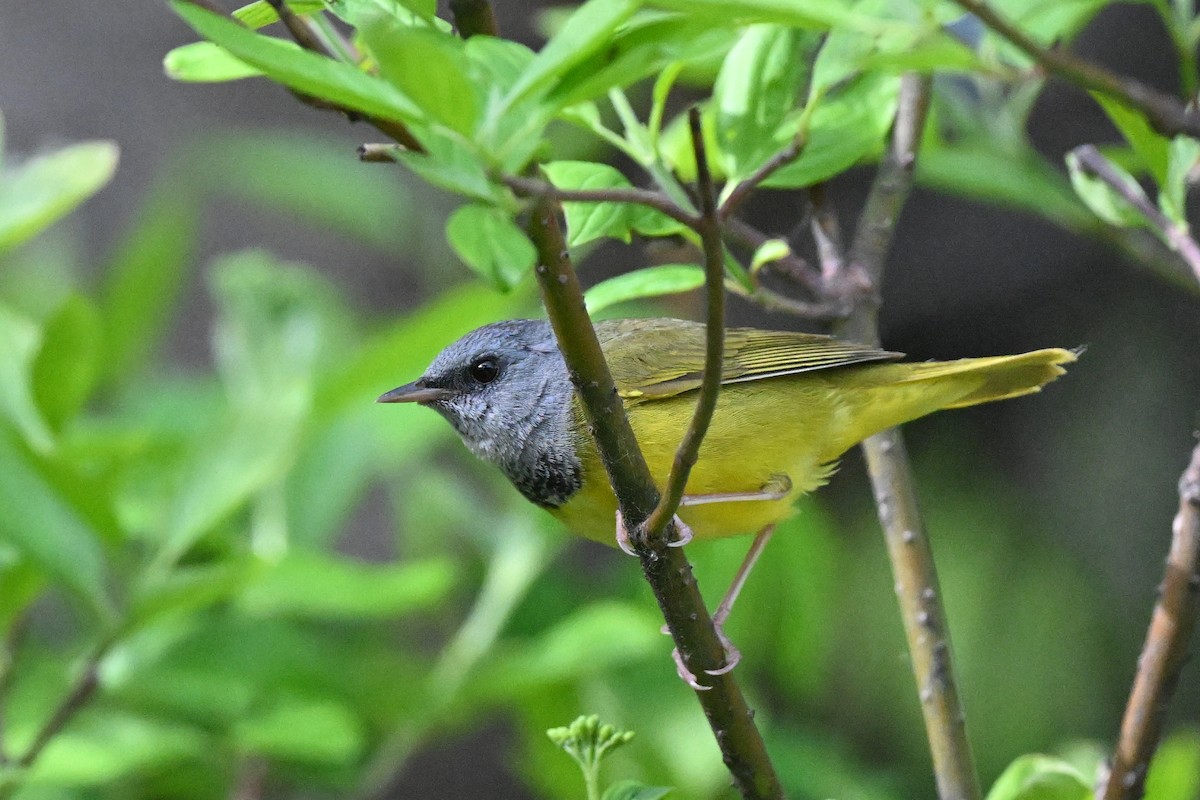 Graukopf-Waldsänger - ML620148865