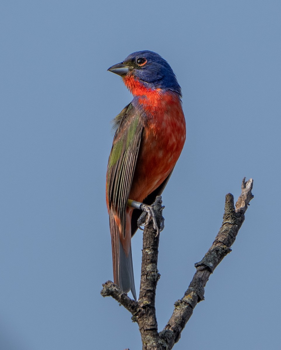 Painted Bunting - ML620148872