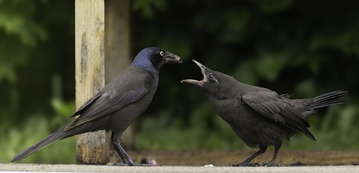 Common Grackle - ML620148873