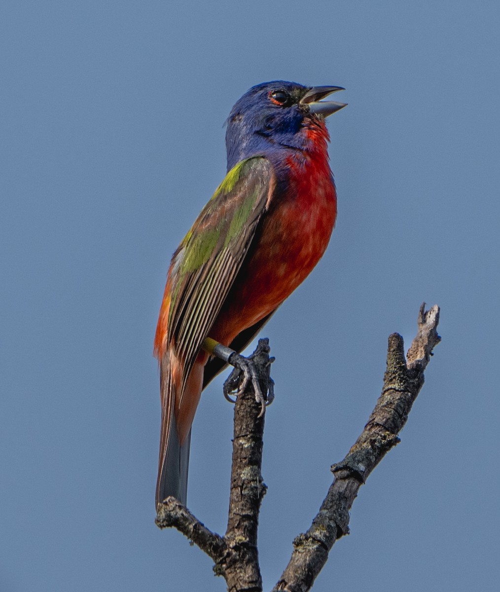 Painted Bunting - ML620148875
