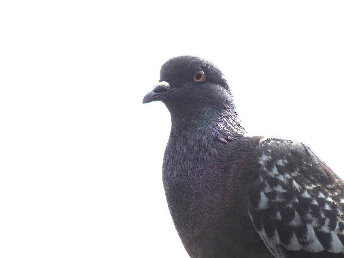 Rock Pigeon (Feral Pigeon) - ML620148881