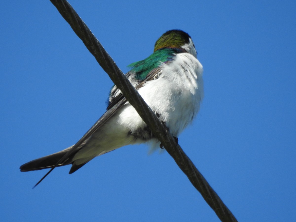 Violet-green Swallow - ML620148882