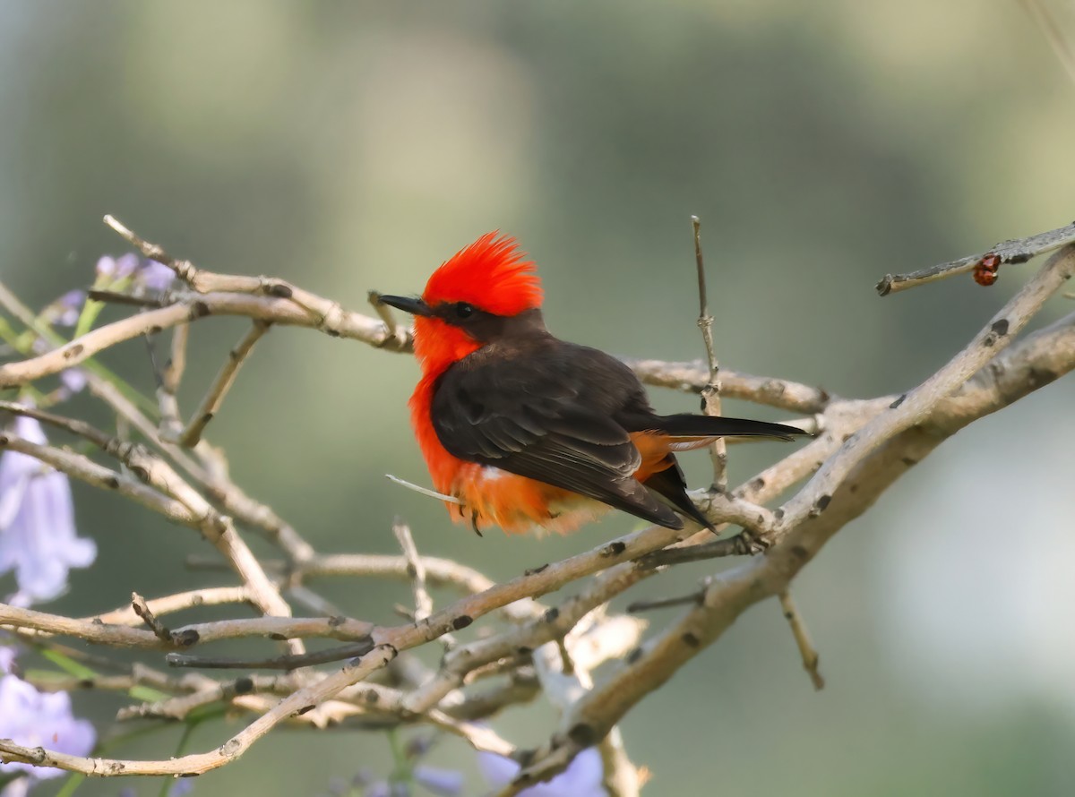 Vermilion Flycatcher - ML620148886