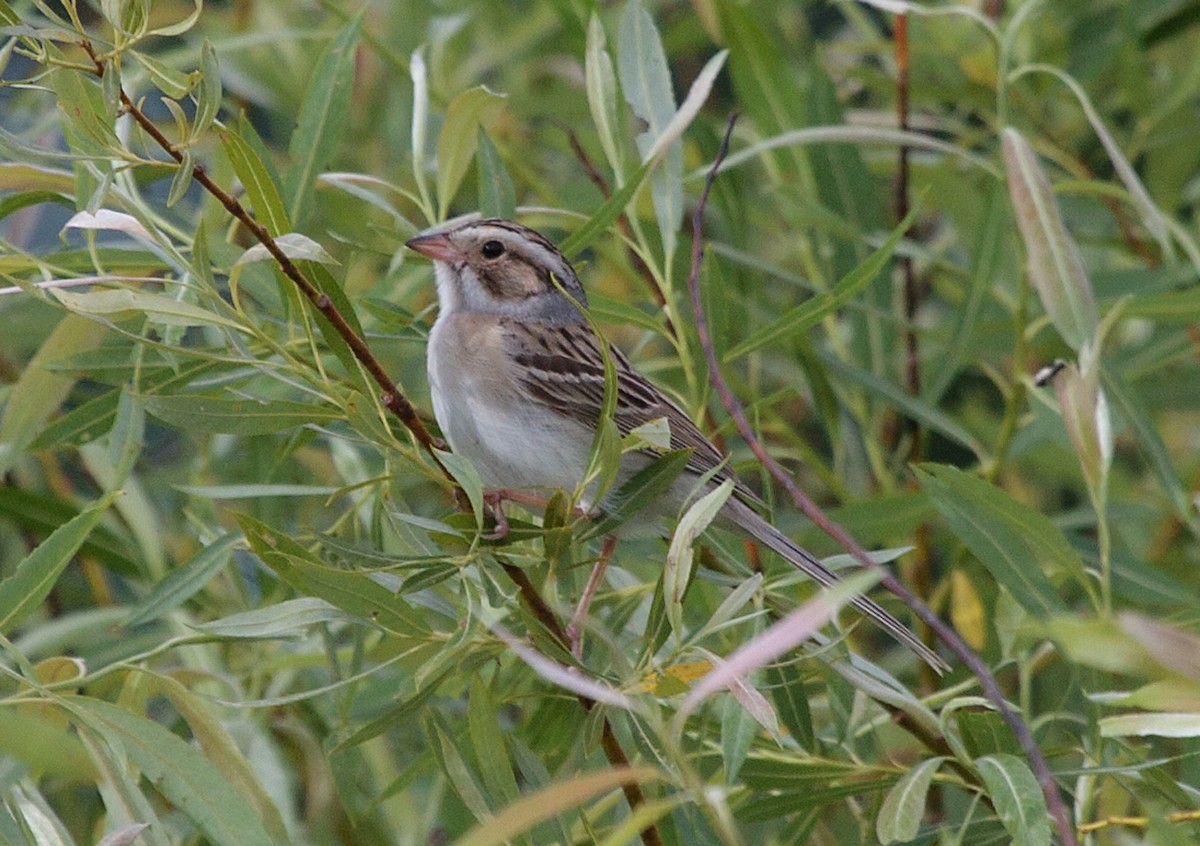 Clay-colored Sparrow - ML620148889