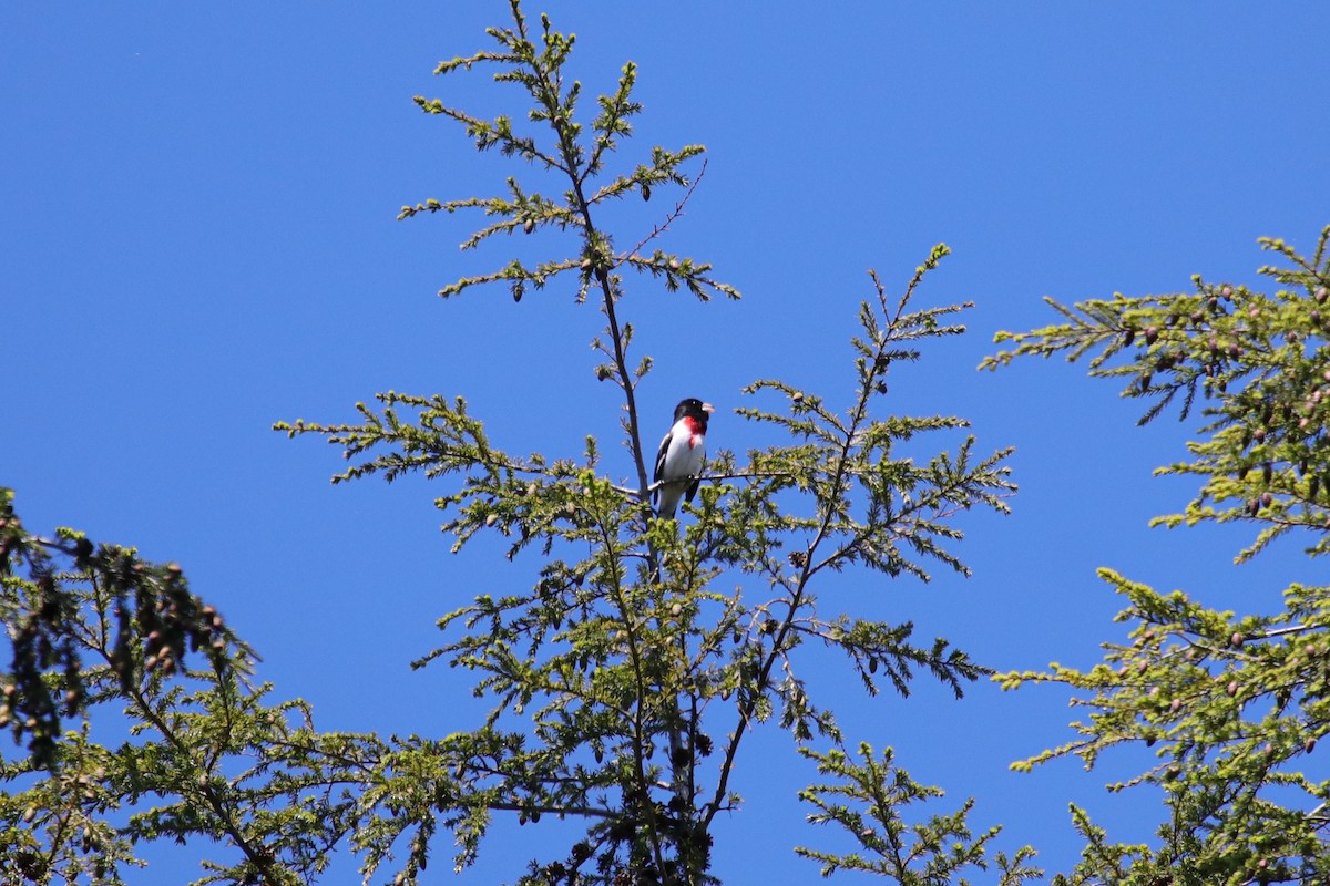 Rose-breasted Grosbeak - ML620148892