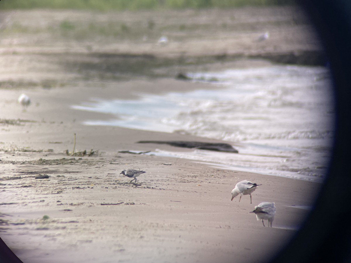 Black-bellied Plover - ML620148919