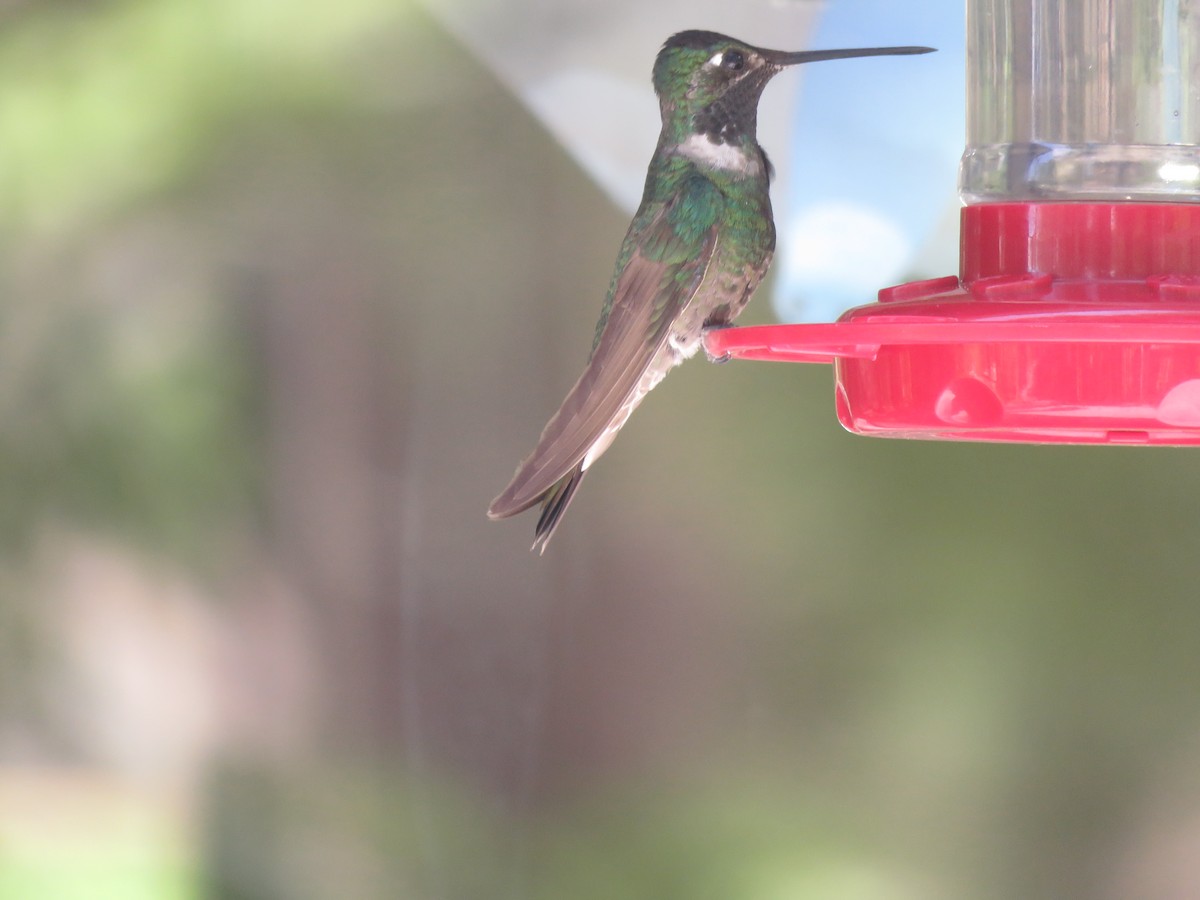 Rivoli's Hummingbird - ML620148924