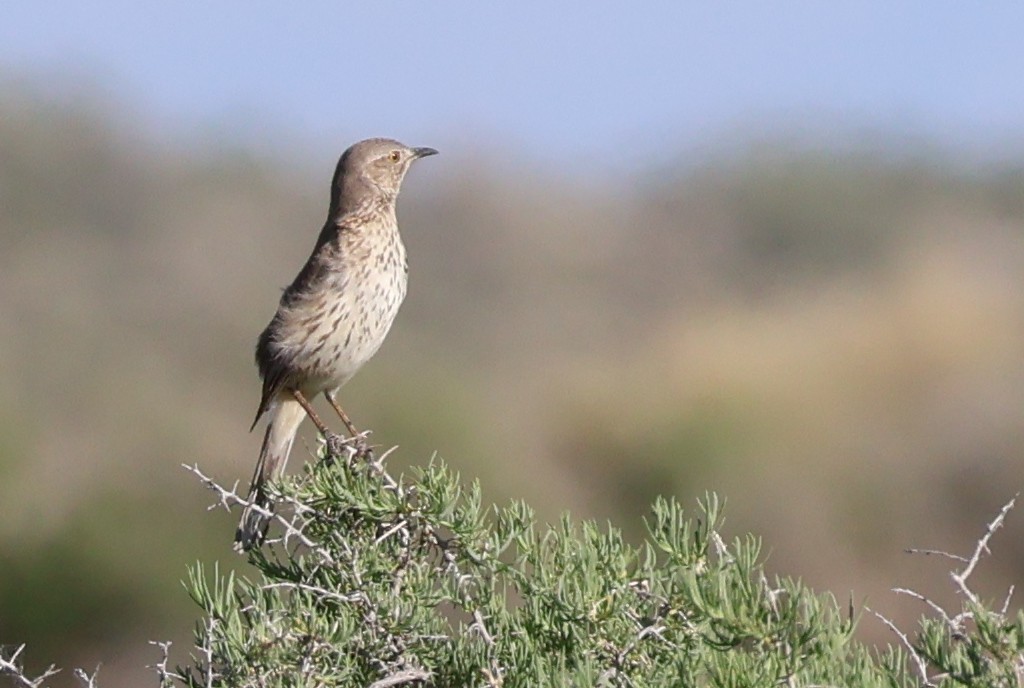 Sage Thrasher - ML620148929