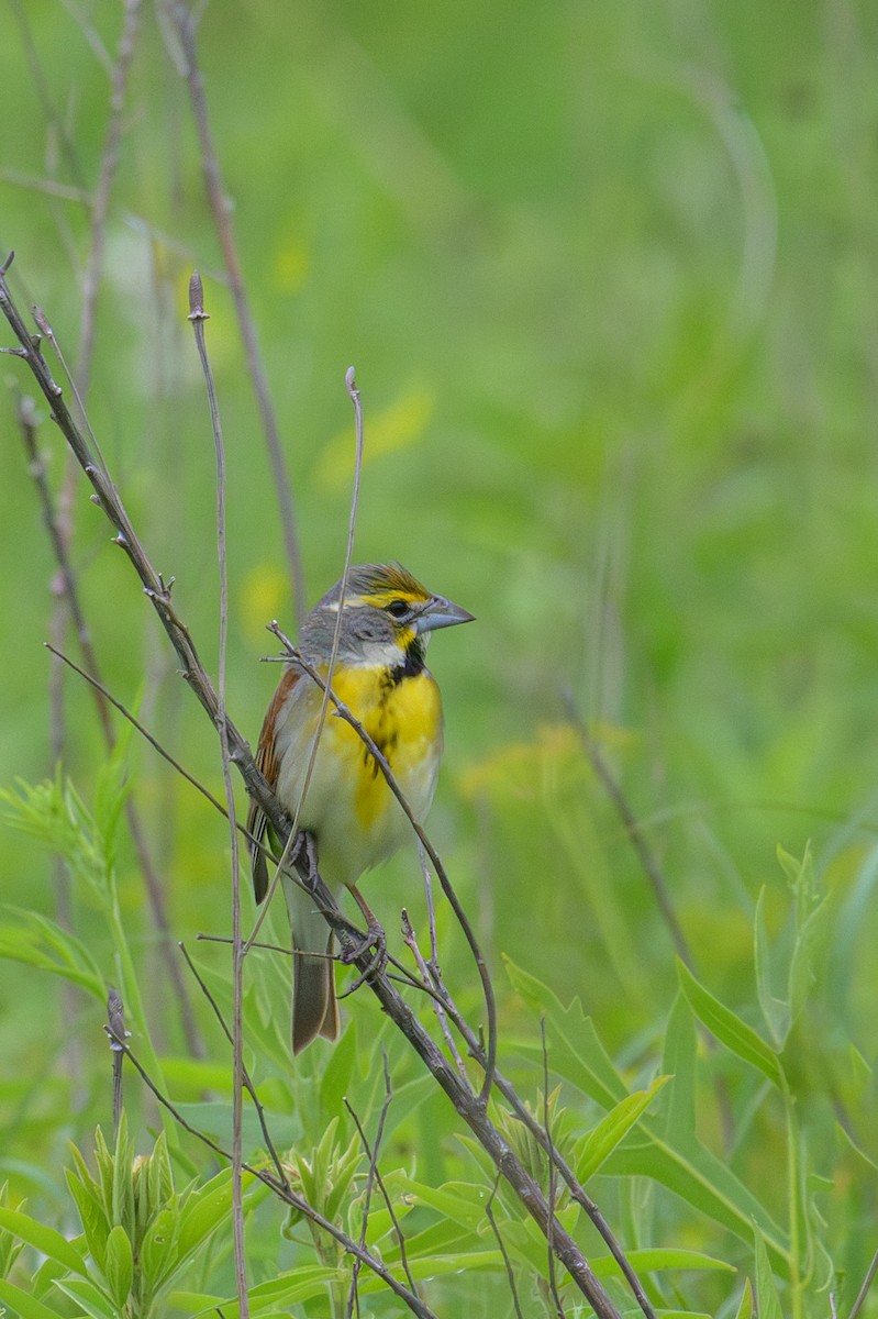 Dickcissel - ML620148931