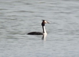 Great Crested Grebe - ML620148937