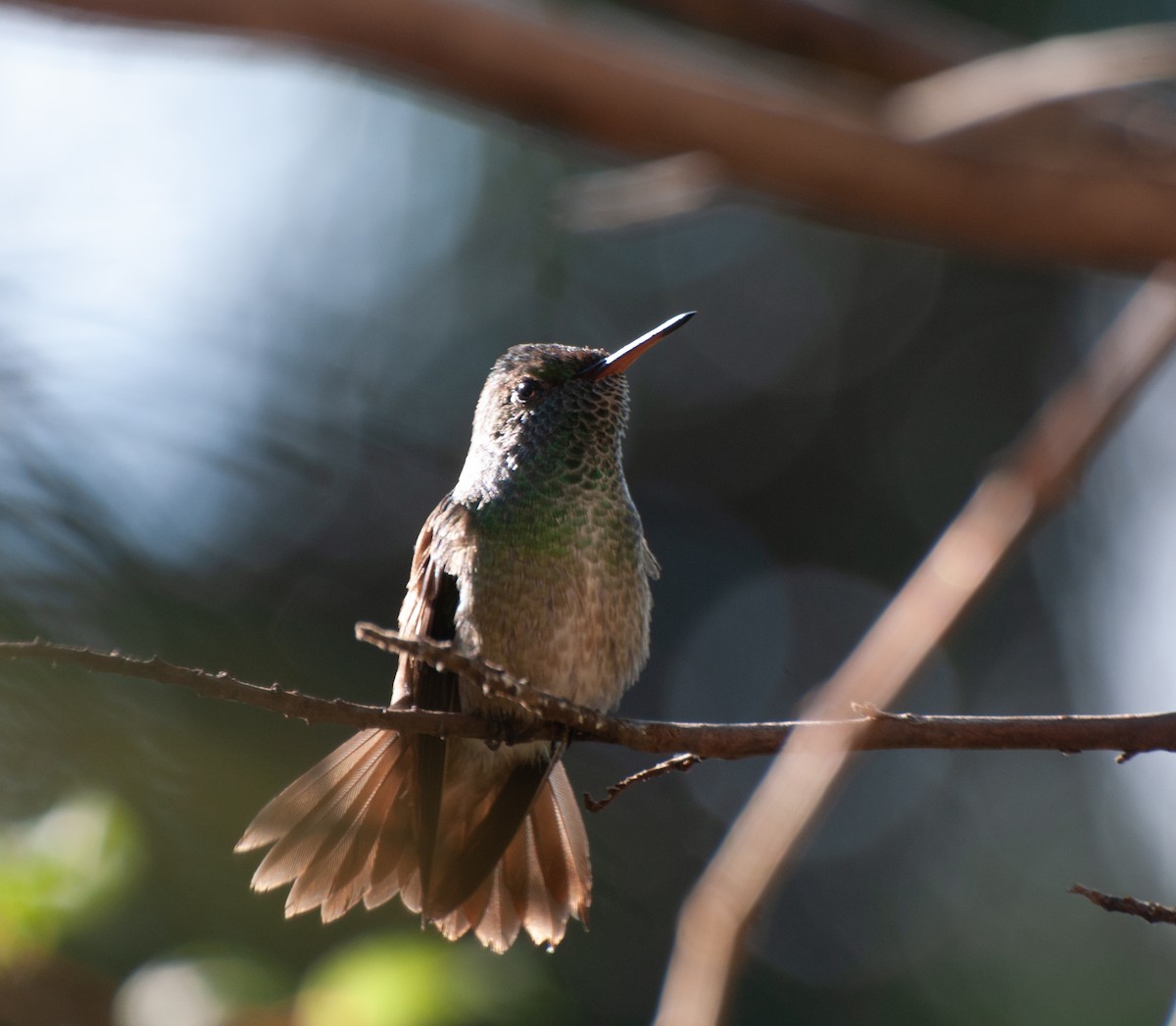 kolibřík pestrý - ML620148965