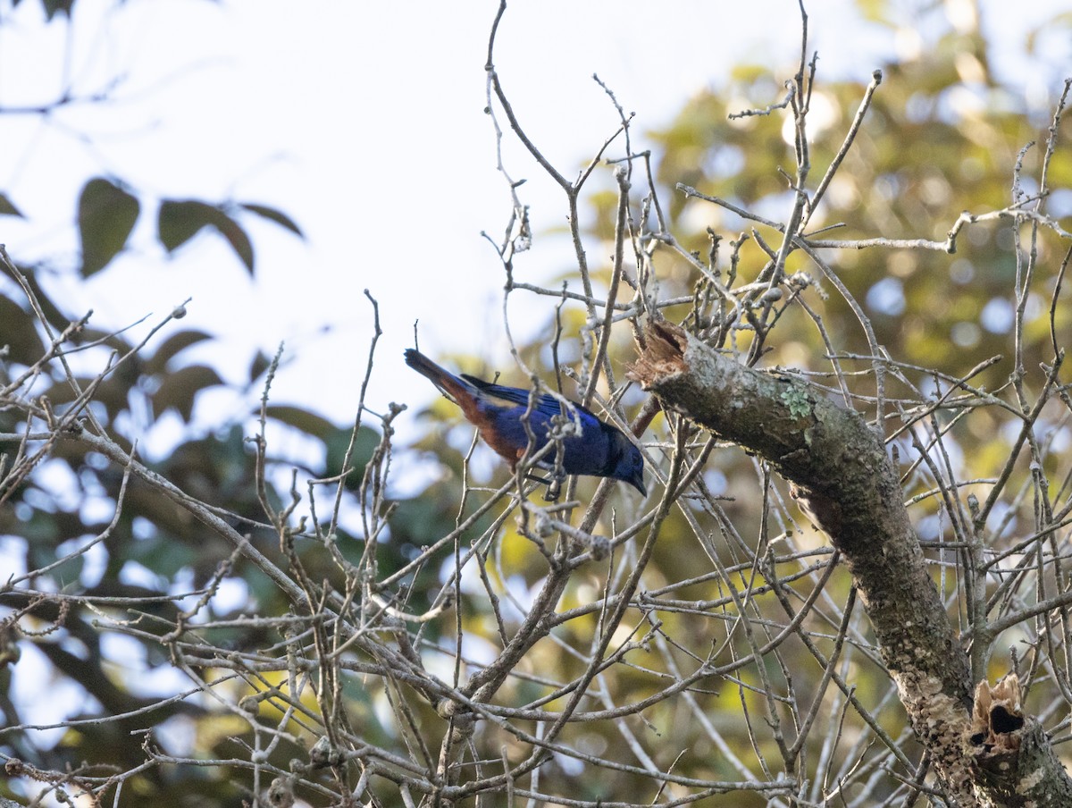 Opal-rumped Tanager (Opal-rumped) - ML620148966