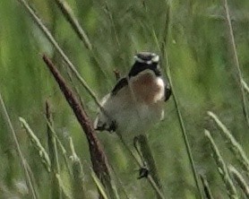 Whinchat - ML620149002