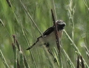 Whinchat - ML620149003