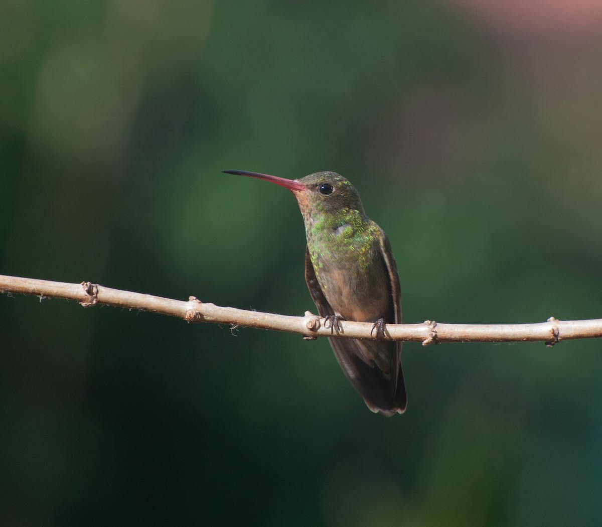 kolibřík zlacený - ML620149008