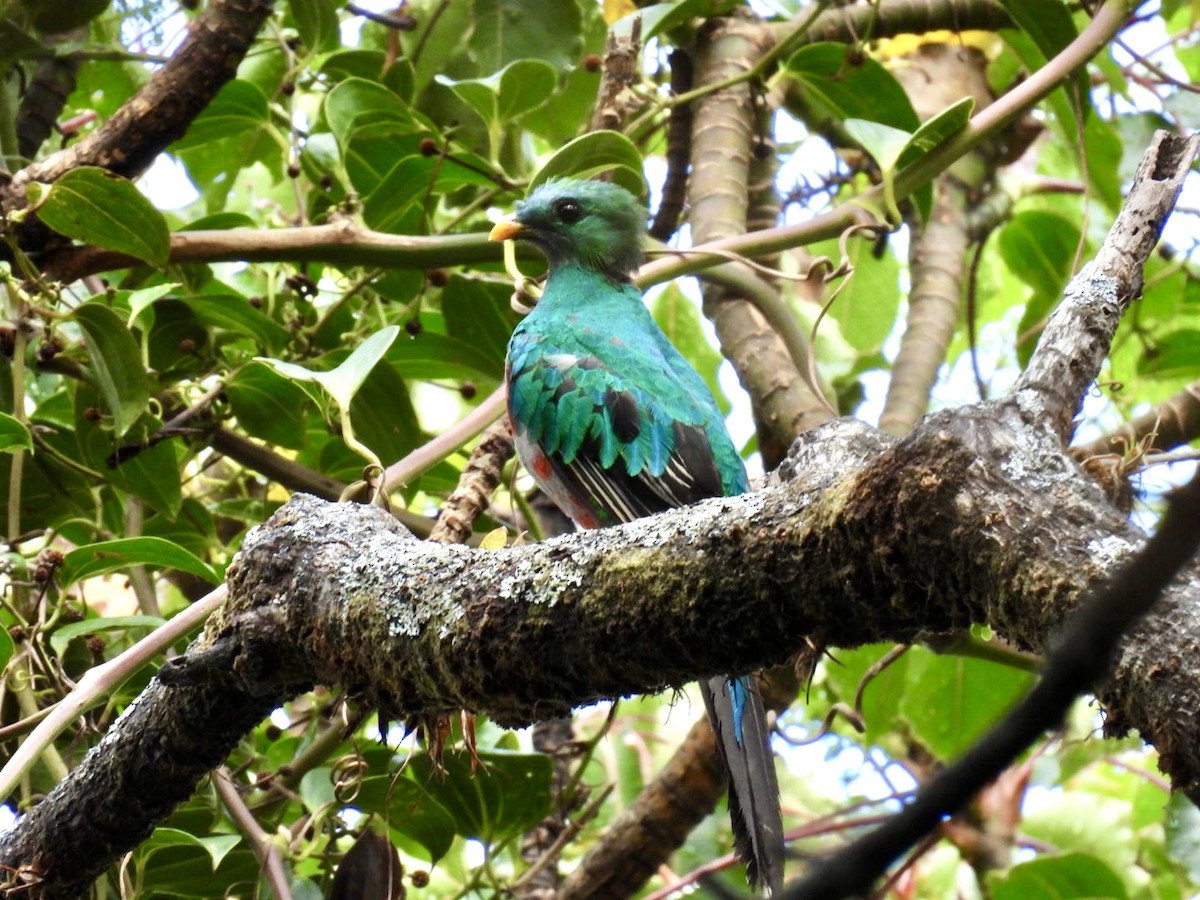 Quetzal Guatemalteco - ML620149011