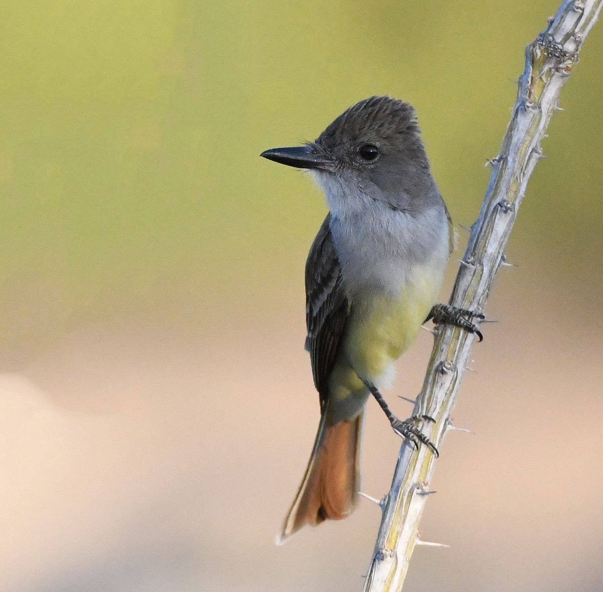 Brown-crested Flycatcher - David Beaudette