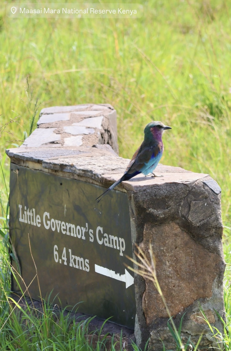 Lilac-breasted Roller - ML620149036