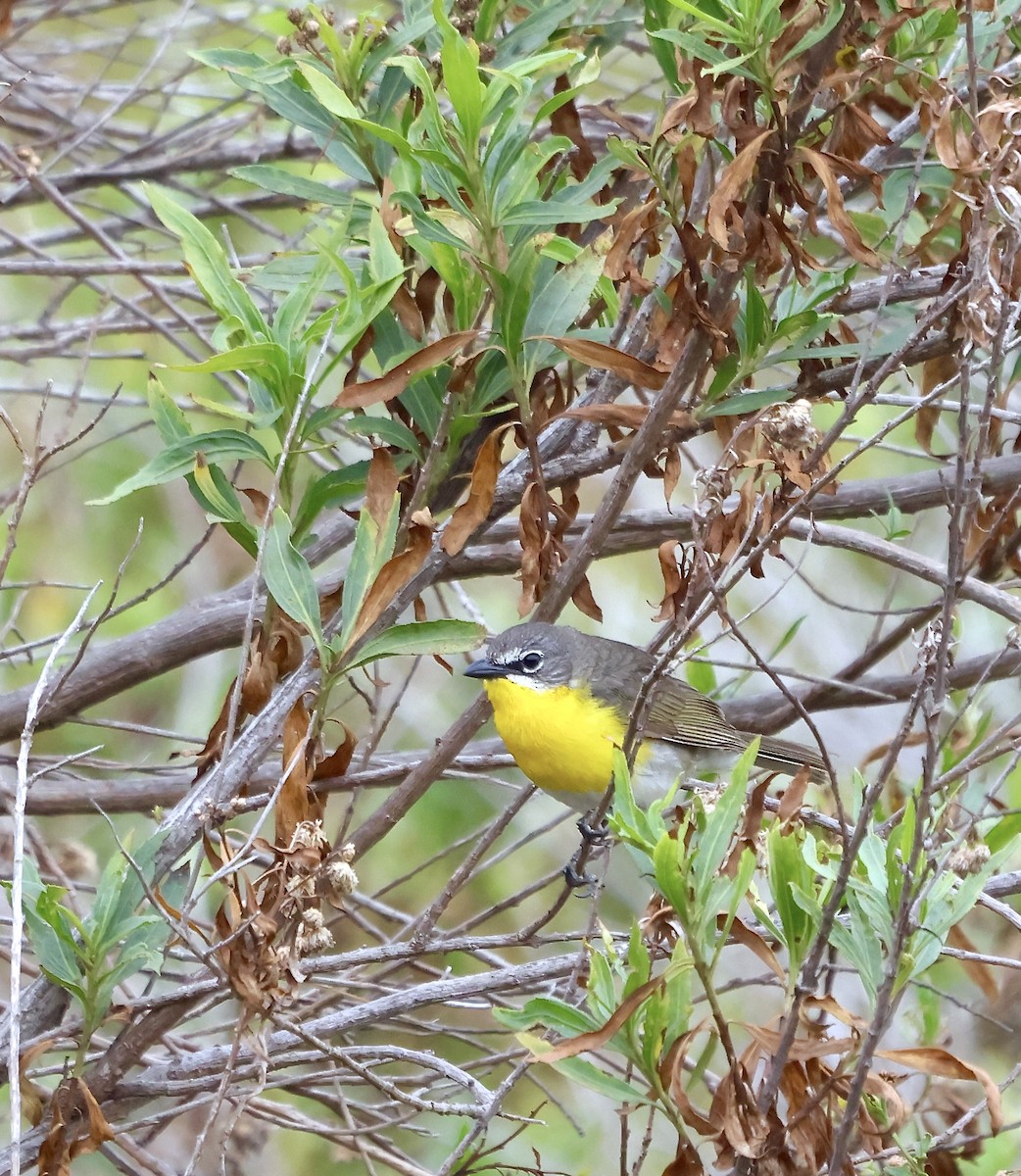 Yellow-breasted Chat - ML620149038