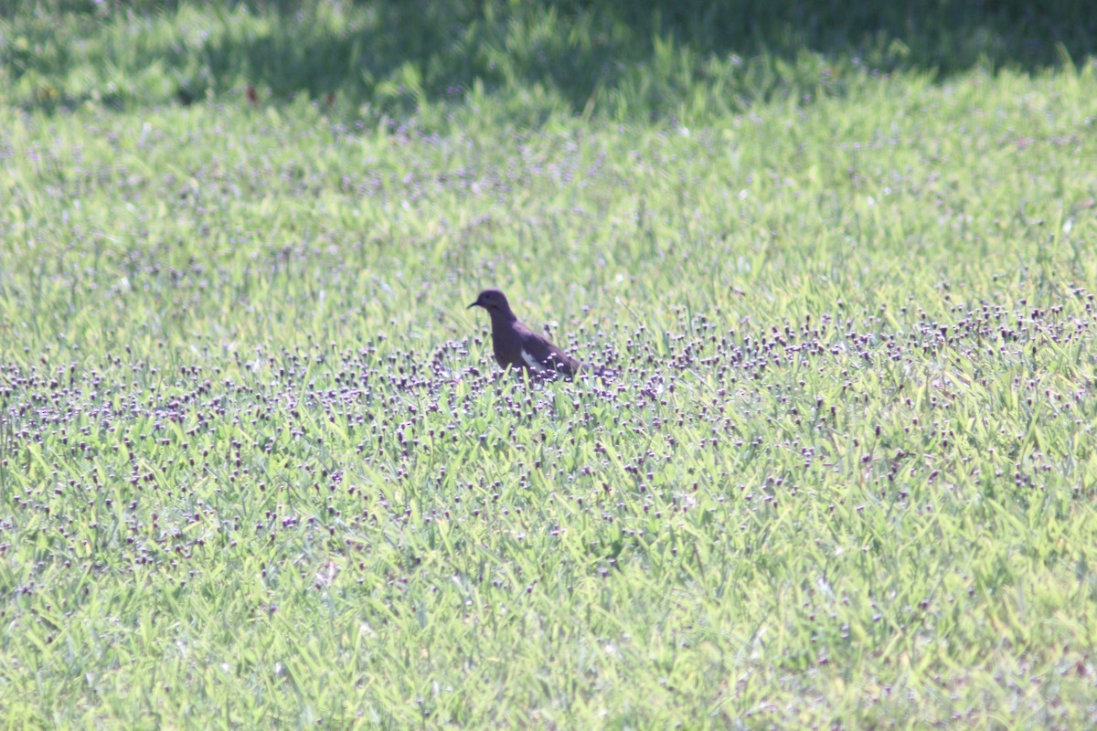 White-winged Dove - ML620149057