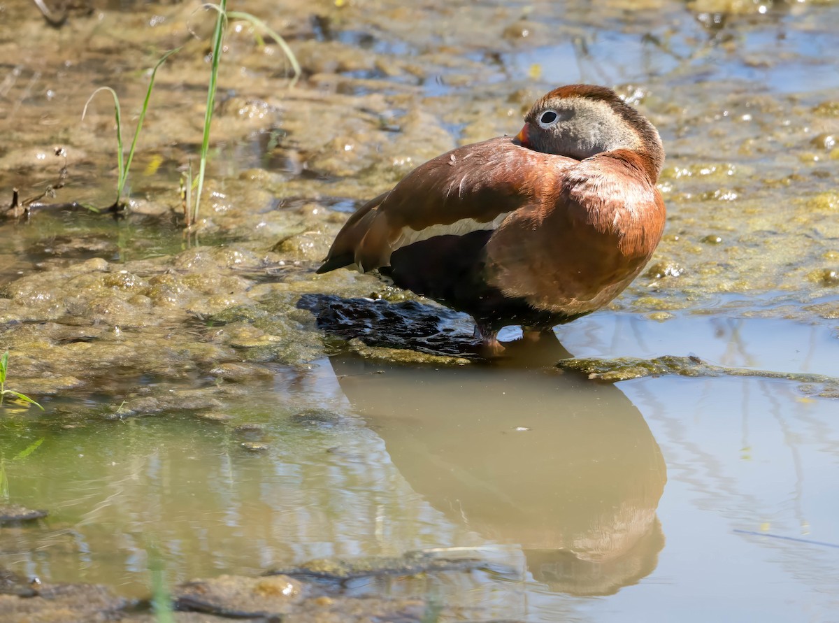 Black-bellied Whistling-Duck - ML620149065