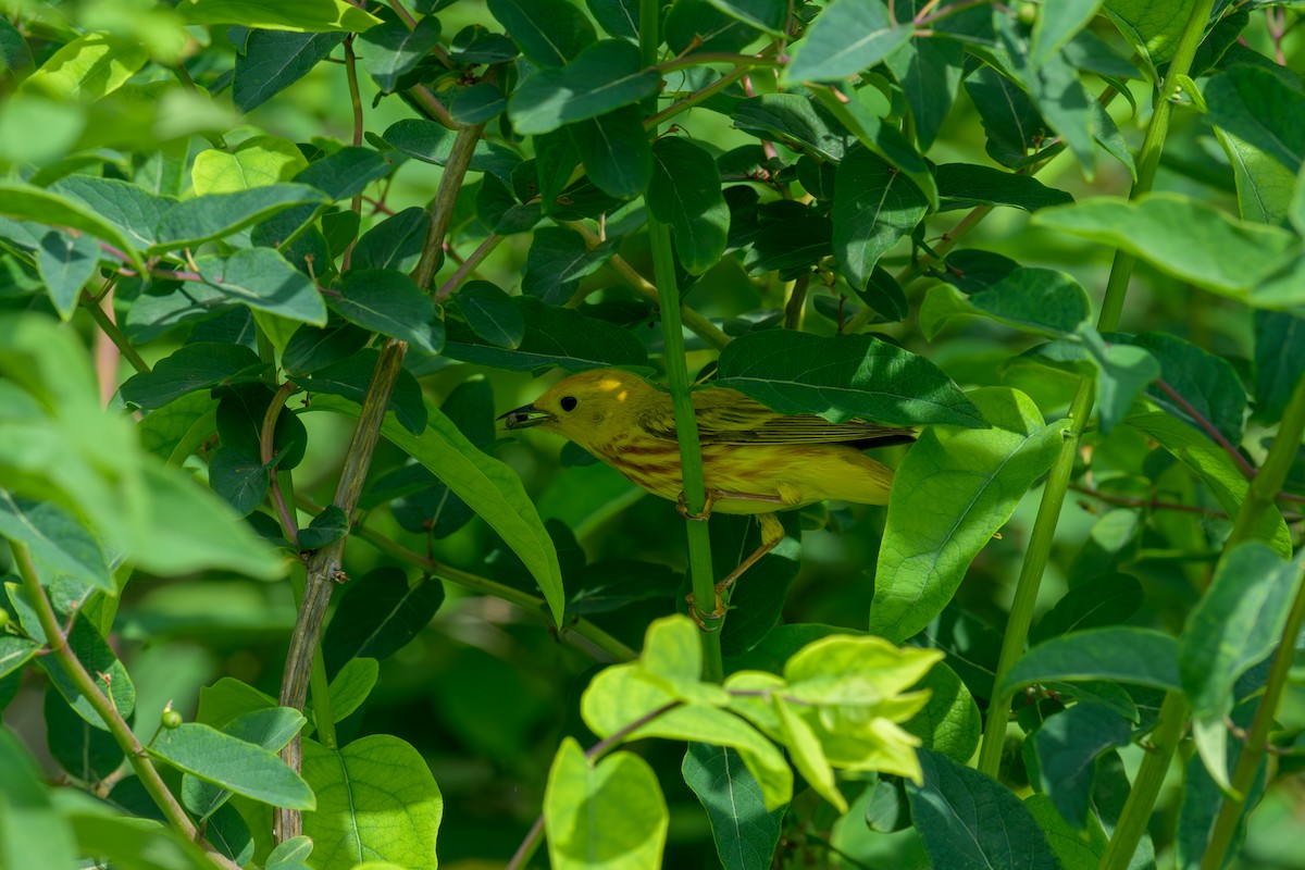 Yellow Warbler - ML620149066