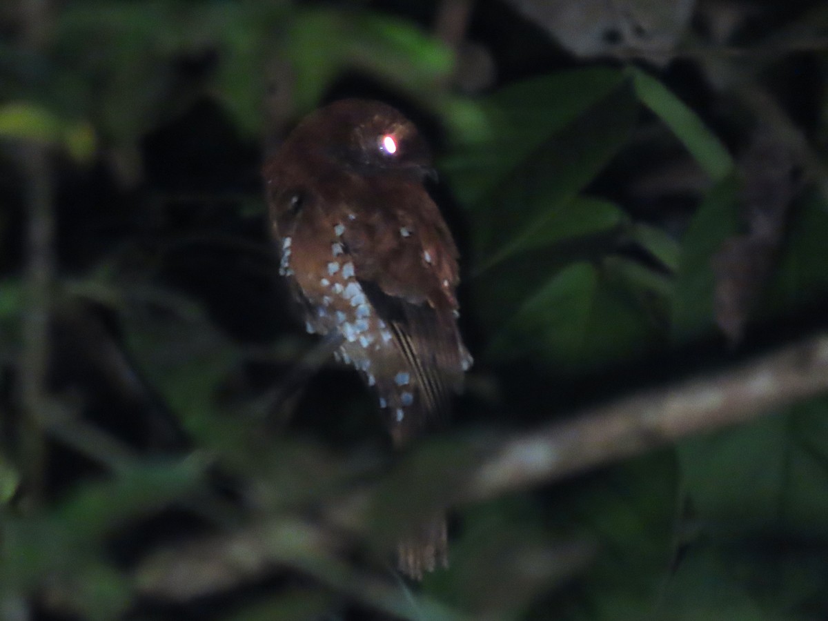 Rufous Potoo - ML620149067