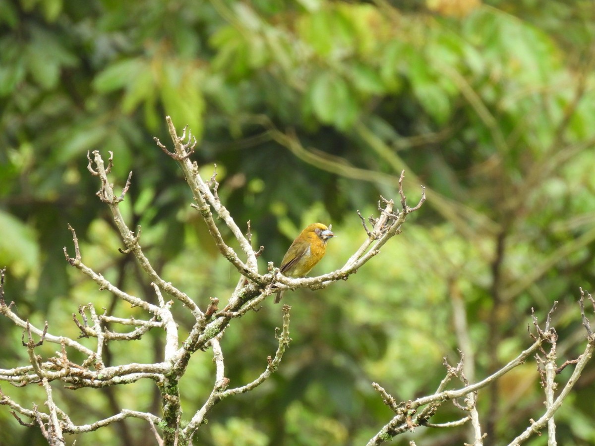 Güdük Barbet - ML620149068