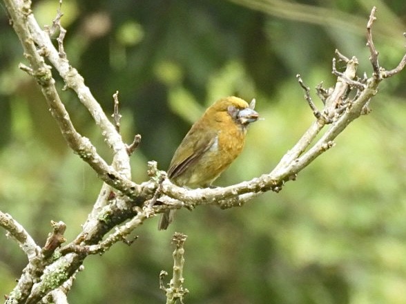 Prong-billed Barbet - ML620149069