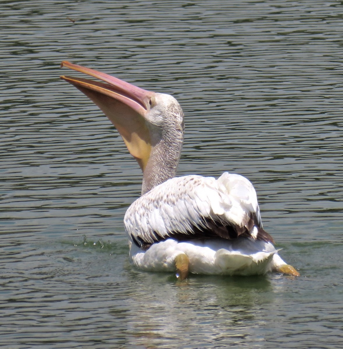 American White Pelican - ML620149074