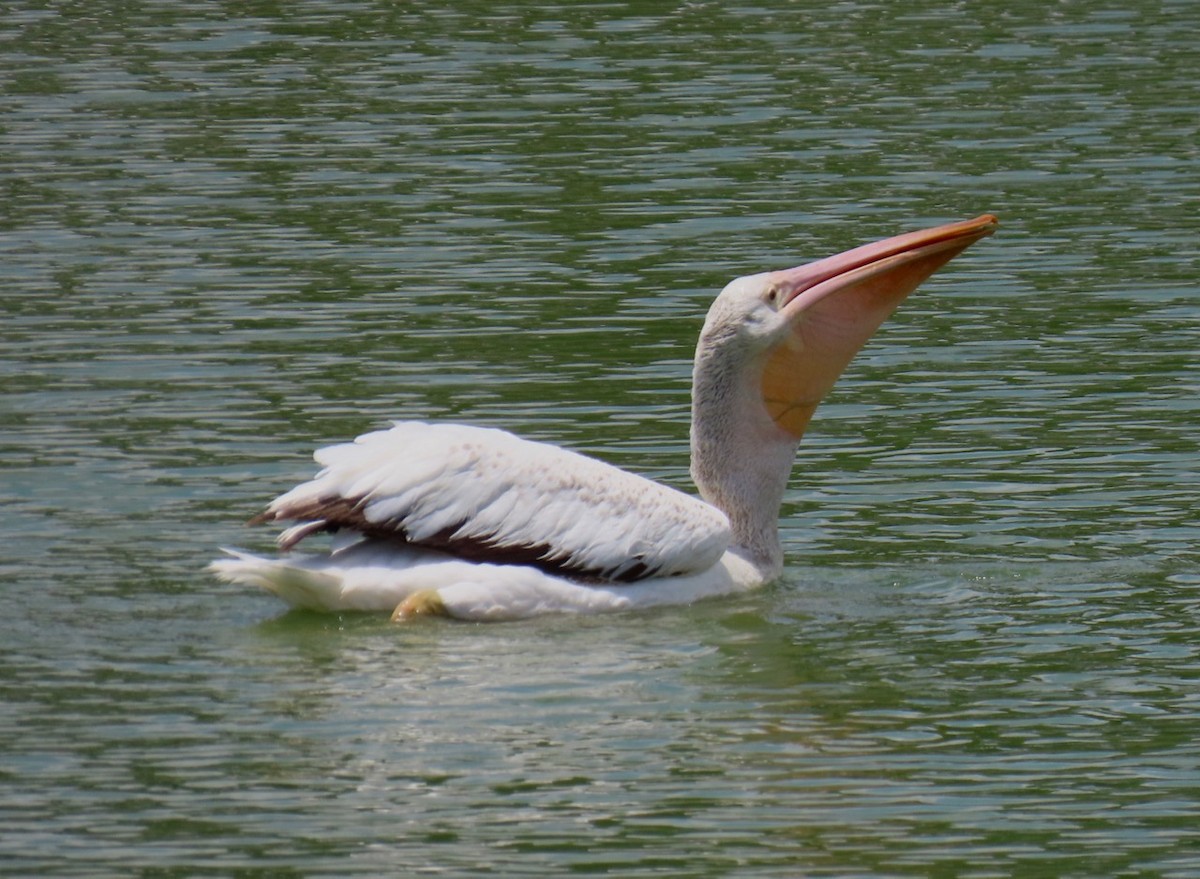 American White Pelican - ML620149075