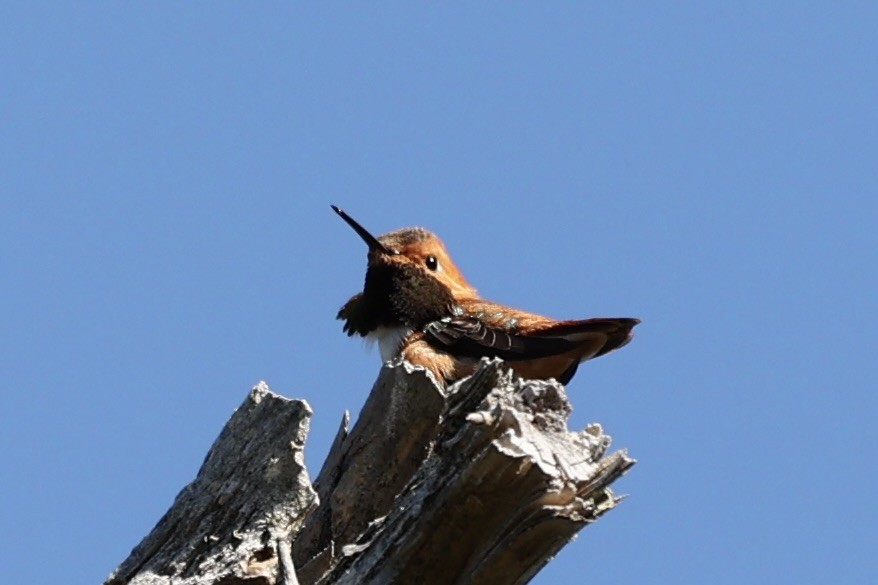 Rufous Hummingbird - Sandy Pringle