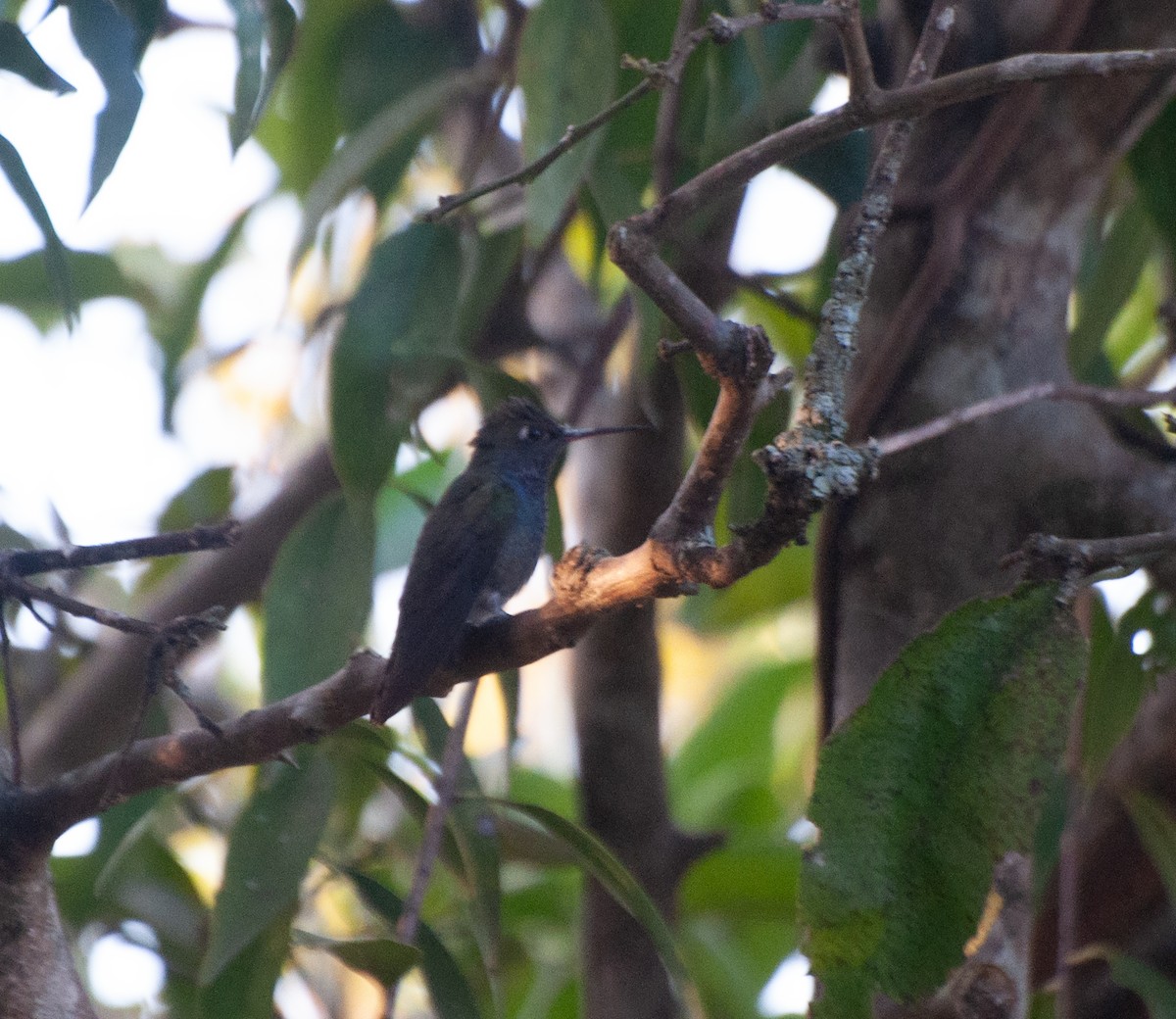 kolibřík safírový - ML620149081